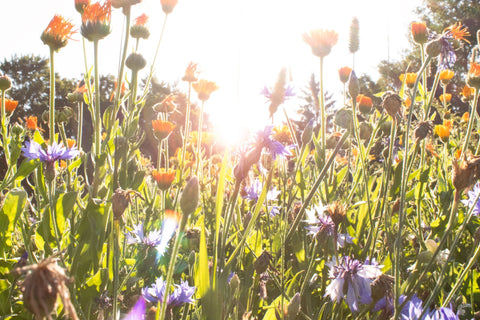 2. SonnenMoor Kräutergarten Award 2026 SonnenMoor