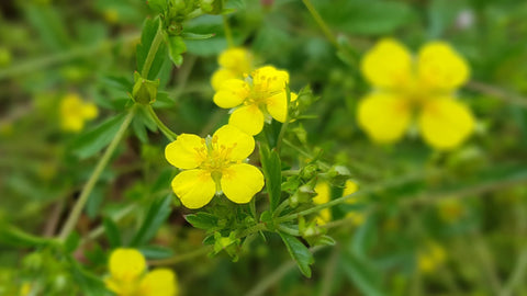 Blutwurz – die unscheinbare Mächtige - SonnenMoor