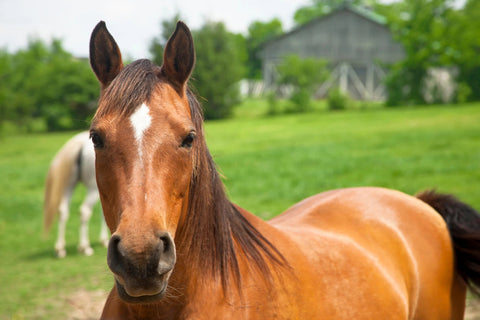 Ein Erfahrungsbericht zum SonnenMoor Tiermoor - SonnenMoor