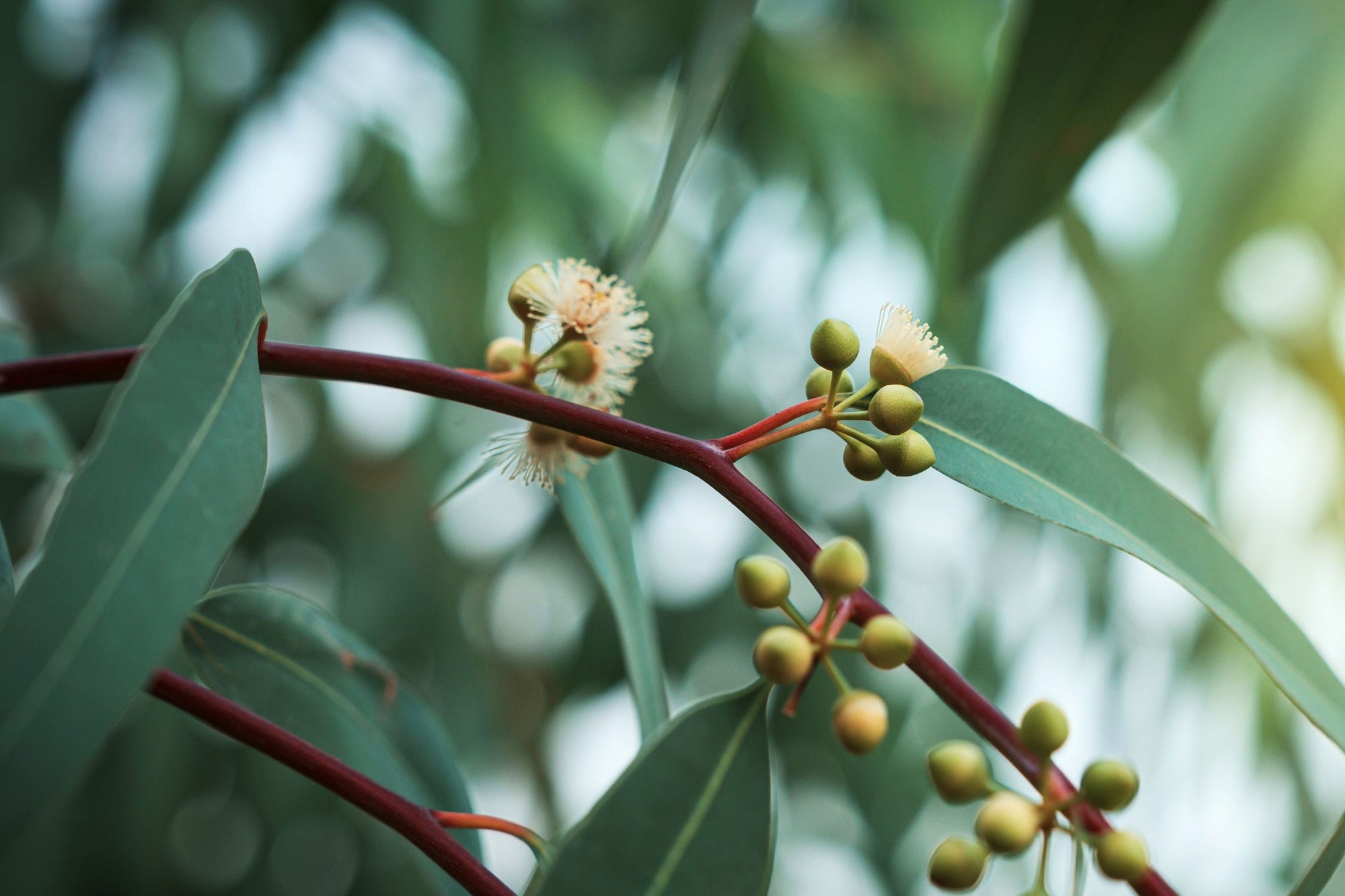Eukalyptus