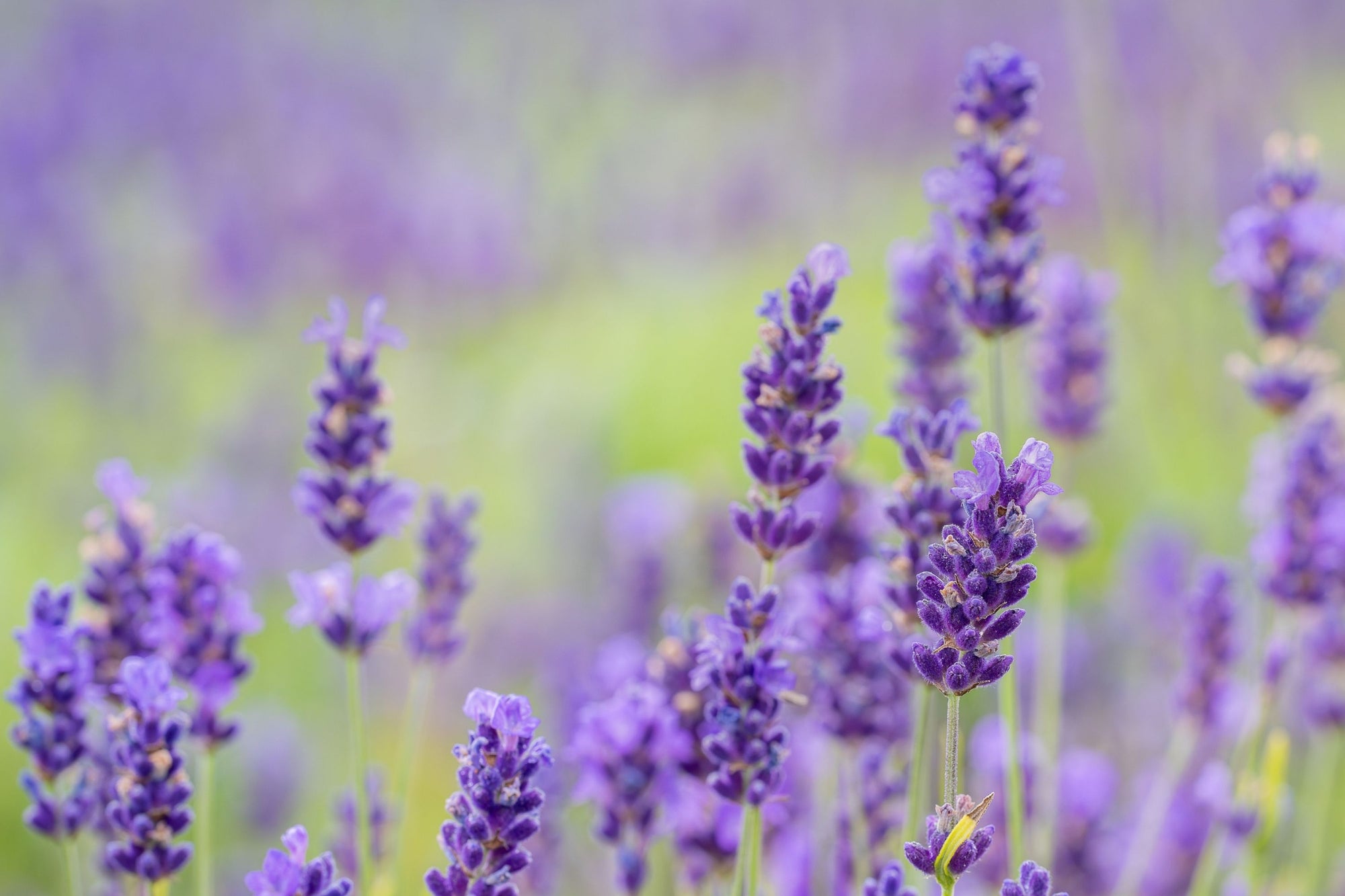 Lavendel