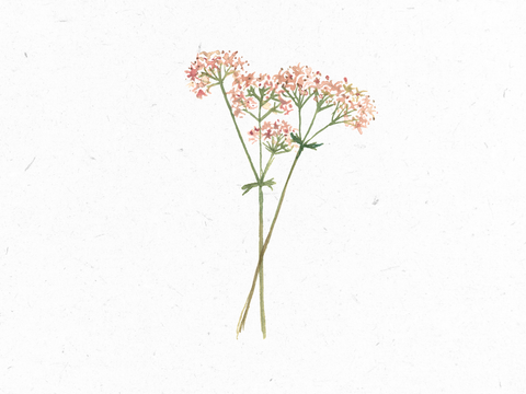 Baldrian_Illustration