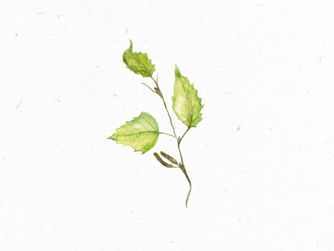 Birkenblaetter_Illustration