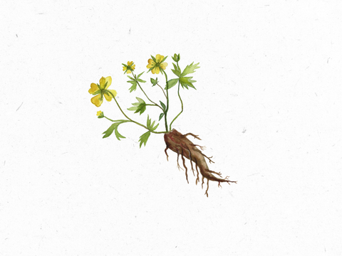 Blutwurz_Illustration