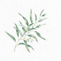 Eukalyptus