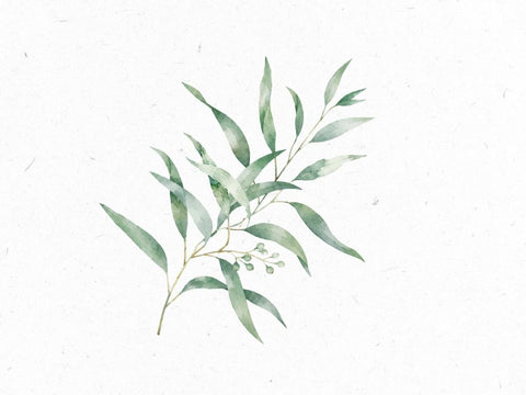 Eukalyptus