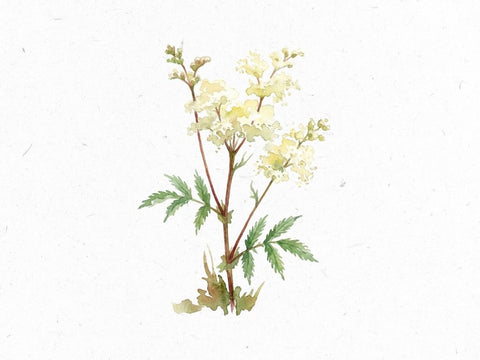 Heilkraeuterlexikon_Maedesuess