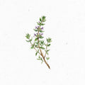 Heilkraeuterlexikon_Thymian