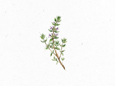 Heilkraeuterlexikon_Thymian