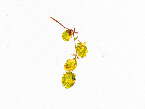 Hopfen_Illustration