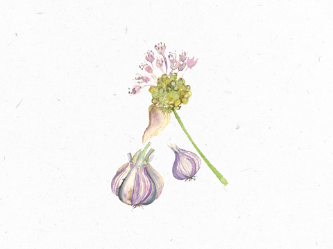 Knoblauch_Illustration