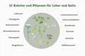 Kraeuter_Lemison_Aufzaehlung