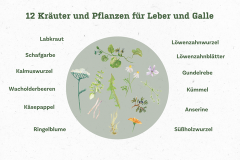 Kraeuter_Lemison_Aufzaehlung