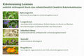 Kraeuter_Lumison