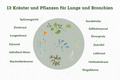 Kraeuter_Lumison_Aufzaehlung