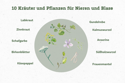 Kraeuter_Niermison_Aufzaehlung