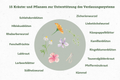 Kraeuter_Veroson_Aufzaehlung