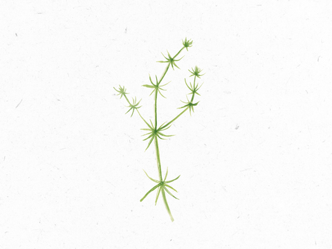 Labkraut_Illustration