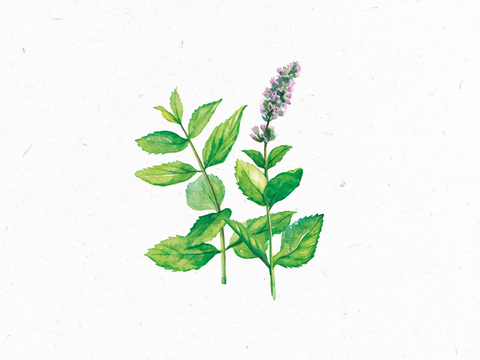 Melisse_Illustration