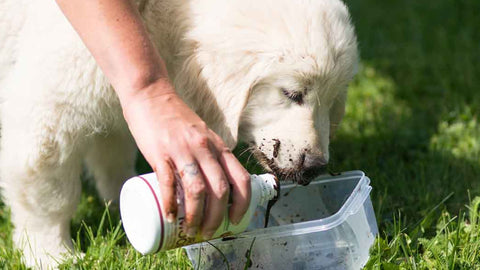 Heilmoor für Hunde von SonnenMoor