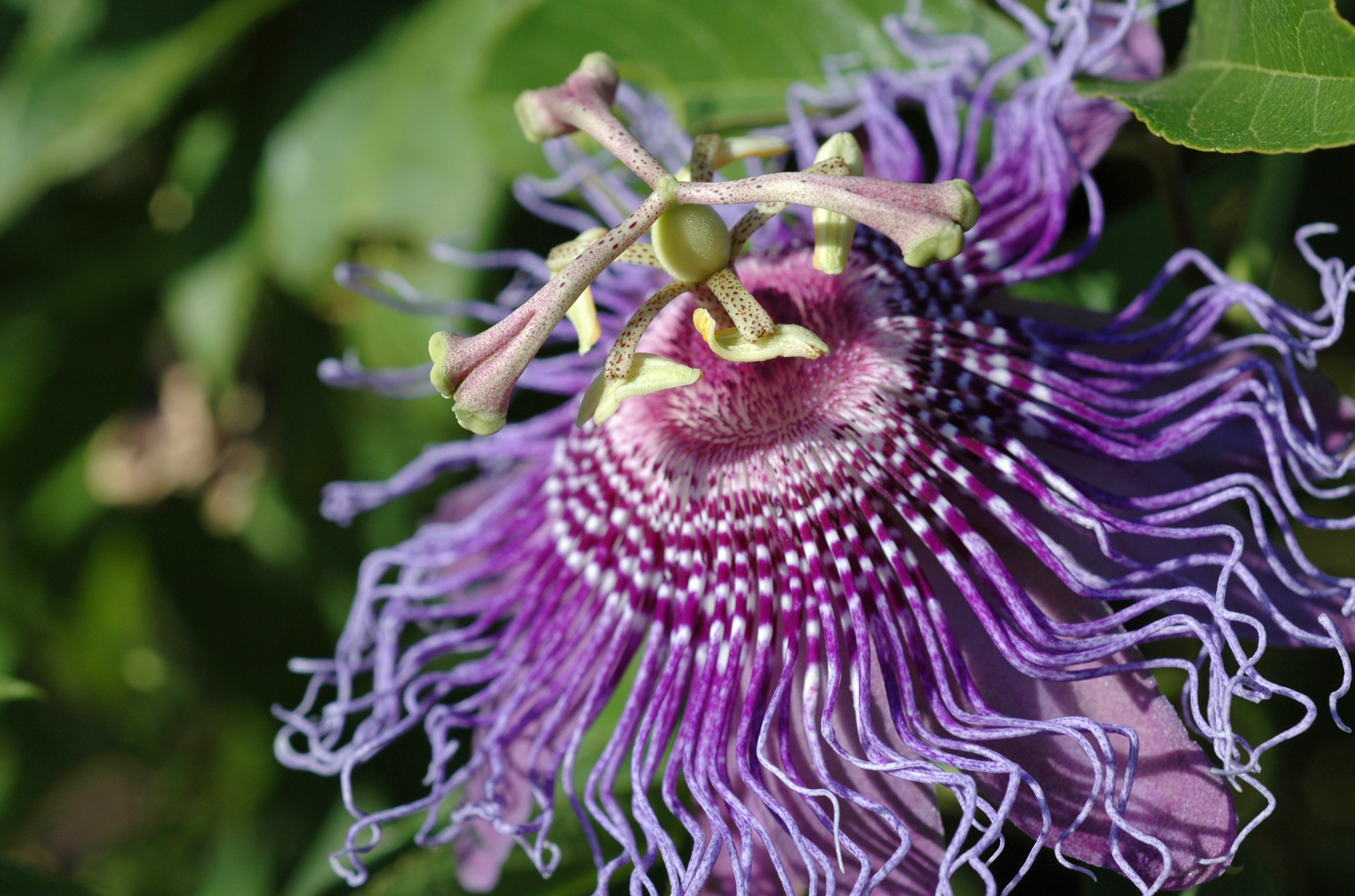 Passiflora incarnata