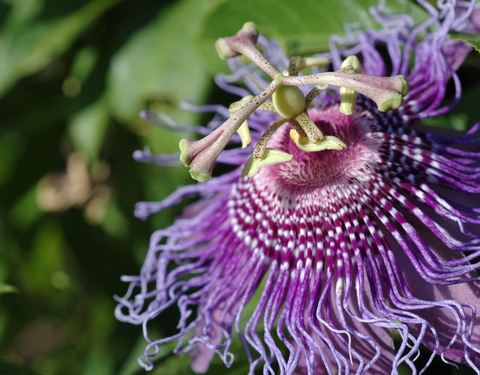 Passiflora incarnata