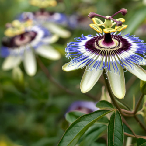 Passionsblume