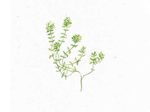 Quendel_Illustration