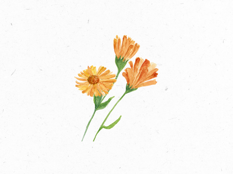 Ringelblume_Illustration