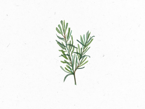 Rosmarin_Illustration