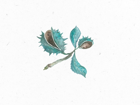 Rosskastanie_Illustration