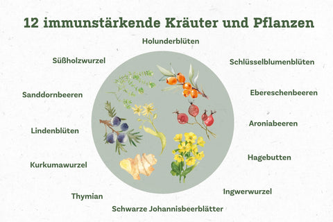 Schaubild_Kraeuter_Immunkraft