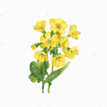 Schluesselblume_Illustration