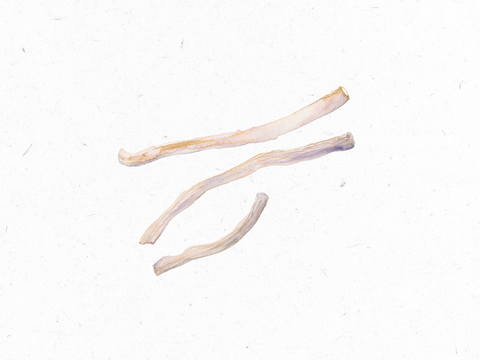 Suessholzwurzel_Illustration