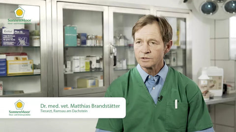 Unterstützung beim Fellwechsel Hund und Katze Interview mit Tierarzt Dr. med. vet. Brandstätter