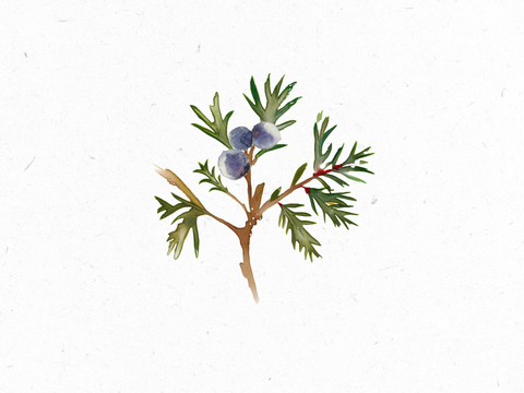 Wachholder_Illustration