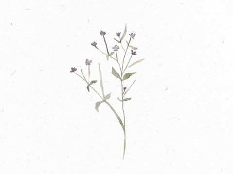 Weidenroeschen_Illustration