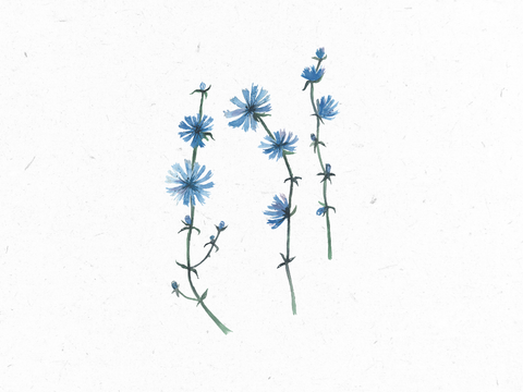 Zicchorie_Illustration