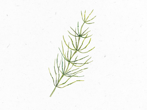 Zinnkraut_Illustration